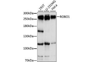 ROBO1 抗体  (AA 1452-1651)
