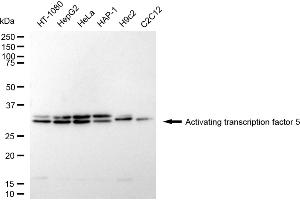 Western blotting analysis using activating transcription factor 5 antibody (ABIN7797485).