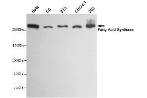 Western blot detection of Fatty Acid Synthase in Hela,C6,3T3,CHO-K1 and 293 cell lysates using Fatty Acid Synthase mouse mAb(dilution 1:1000). (Fatty Acid Synthase Antikörper)