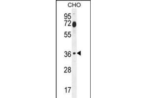 FOSL2 Antibody (Center) (ABIN654925 and ABIN2844568) western blot analysis in CHO cell line lysates (35 μg/lane). (FOSL2 Antikörper  (AA 95-122))