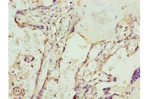 Immunohistochemistry of paraffin-embedded human placenta tissue using ABIN7169619 at dilution of 1:100 (SPCS3 Antikörper  (AA 33-180))