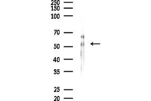 Western blot analysis of lysates from Mouse brain, using SEP Antibody at 1/1000 dilution.