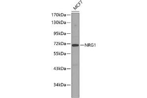 Western blot analysis of extracts of MCF-7 cells, using NRG1 antibody (ABIN3021078, ABIN3021079, ABIN3021080, ABIN1513282 and ABIN6213942). (Neuregulin 1 Antikörper  (AA 20-241))