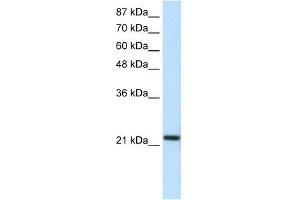 HMG1L10 antibody (20R-1115) used at 0.