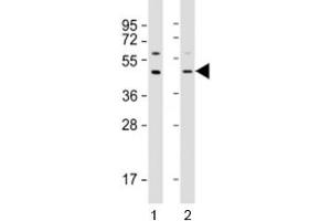 Western blot testing of human 1) A549 and 2) HepG2 cell lysate with APOL3 antibody at 1:2000.