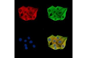 ABIN7095877 and ABIN7099939 staining Hela cells by IF/ICC.