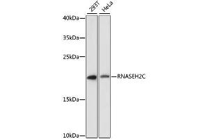 Western blot analysis of extracts of various cell lines, using RNASEH2C antibody. (RNASEH2C Antikörper  (AA 1-164))