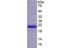 SDS-PAGE analysis of Pig AMH Protein.