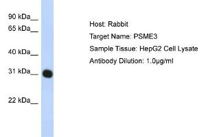 WB Suggested Anti-PSME3 Antibody Titration:  1 ug/ml  Positive Control:  HepG2 cell lysate PSME3 is strongly supported by BioGPS gene expression data to be expressed in Human HepG2 cells (PSME3 Antikörper  (N-Term))