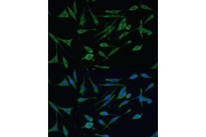 Immunofluorescence analysis of L929 cells using  Polyclonal Antibody (ABIN3021769, ABIN3021770, ABIN3021771 and ABIN6215837) at dilution of 1:100 (40x lens). (ARHGAP25 Antikörper  (AA 1-370))