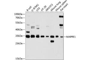 Western blot analysis of extracts of various cell lines, using M antibody (ABIN1679634, ABIN3016320, ABIN3016321 and ABIN6219721) at 1:1000 dilution. (MAPRE1 Antikörper  (AA 134-268))