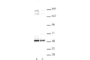 MAF antibody (pAb) tested by Western blot. (MAF Antikörper  (C-Term))