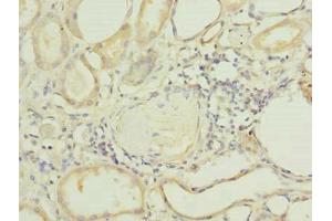 Immunohistochemistry of paraffin-embedded human kidney tissue using ABIN7163641 at dilution of 1:100 (PLEKHA8 Antikörper  (AA 1-300))