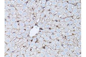 Western blot analysis of extracts of NIH/3T3 cells, using β-actin antibody. (beta Actin Antikörper)