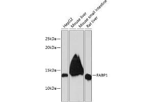 Western blot analysis of extracts of various cell lines, using F Rabbit mAb (ABIN7267150) at 1:1000 dilution. (FABP1 Antikörper)