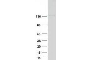 Western Blotting (WB) image for Neurexin 3 (NRXN3) (Transcript Variant 1) protein (Myc-DYKDDDDK Tag) (ABIN2727117)