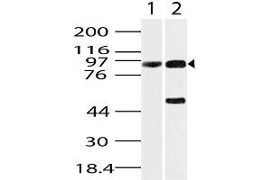 Image no. 1 for anti-Heat Shock Protein 90kDa beta (Grp94), Member 1 (HSP90B1) (AA 420-700) antibody (ABIN5027240)