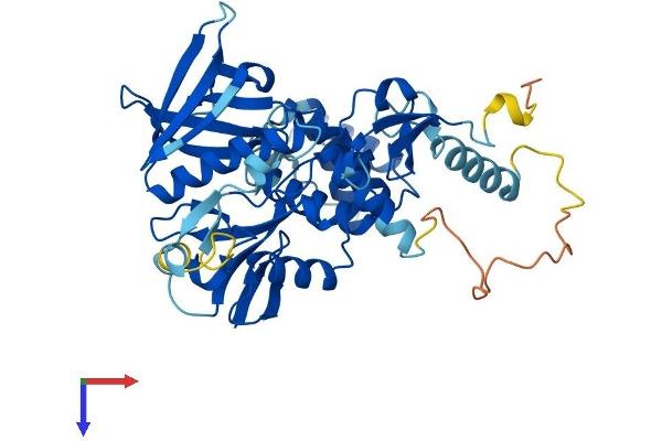 MYLIP Protein (AA 1-445) (His tag)