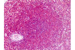 Immunohistochemistry (Paraffin-embedded Sections) (IHC (p)) image for anti-Leo1, Paf1/RNA Polymerase II Complex Component, Homolog (S. Cerevisiae) (LEO1) (N-Term) antibody (ABIN6751239)