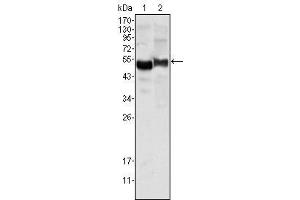Western Blot showing AAT antibody used against human plasma (1) and NIH/3T3 cell lysate (2). (AAT Antikörper)