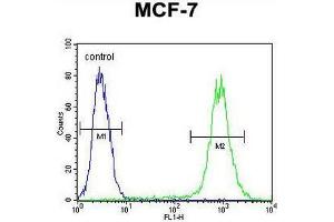 FGF9 Antibody (N-term) flow cytometric analysis of MCF-7 cells (right histogram) compared to a negative control cell (left histogram). (FGF9 Antikörper  (N-Term))