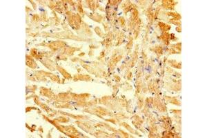 Immunohistochemistry of paraffin-embedded human heart tissue using ABIN7167709 at dilution of 1:100 (RGMA Antikörper  (AA 153-408))