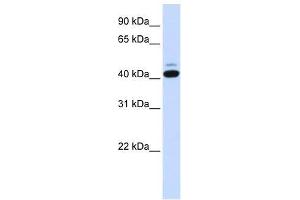 SMYD5 antibody used at 0. (SMYD5 Antikörper  (C-Term))
