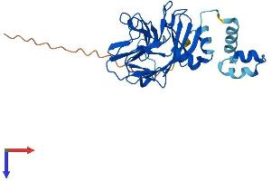 SPSB4 Protein (AA 1-273) (His tag)