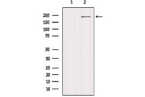 Western blot analysis of extracts from 3t3, using LRP4 Antibody. (LRP4 Antikörper  (N-Term))