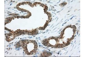 Immunohistochemistry (IHC) image for anti-Acetyl-CoA Acetyltransferase 2 (ACAT2) antibody (ABIN1496402) (ACAT2 Antikörper)