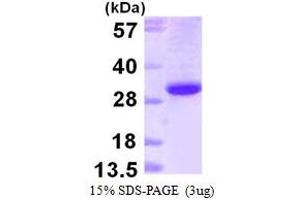 SDS-PAGE (SDS) image for Ephrin B1 (EFNB1) (AA 28-237) protein (His tag) (ABIN667541) (Ephrin B1 Protein (EFNB1) (AA 28-237) (His tag))