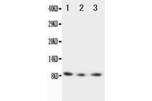 Western Blotting (WB) image for anti-Chemokine (C-X3-C Motif) Ligand 1 (CX3CL1) (AA 50-64), (N-Term) antibody (ABIN3042715) (CX3CL1 Antikörper  (N-Term))