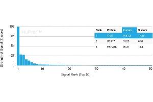 Analysis of Protein Array containing more than 19,000 full-length human proteins using TIGIT-Monospecific Mouse Monoclonal Antibody (TIGIT/3106). (TIGIT Antikörper  (AA 22-141))