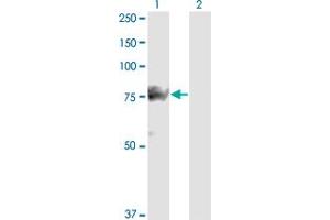 Western Blot analysis of SMURF1 expression in transfected 293T cell line by SMURF1 monoclonal antibody (M01), clone 1D7. (SMURF1 Antikörper  (AA 165-268))