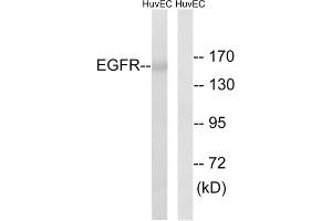 Western blot analysis of extracts from HUVEC cells, using EGFR (epitope around residue 1026) antibody. (EGFR Antikörper  (Ser1026))