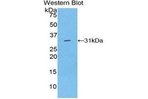 Western Blotting (WB) image for anti-Laminin, gamma 1 (LAMC1) (AA 1283-1551) antibody (ABIN1078268)