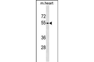 Western blot analysis in mouse heart tissue lysates (35ug/lane). (RHCG Antikörper  (AA 184-213))