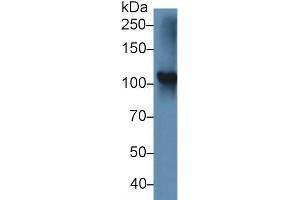 Western Blot; Sample: Rat Thyroid lysate; Primary Ab: 5µg/ml Rabbit Anti-Mouse TPO Antibody Second Ab: 0.
