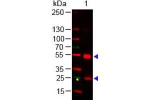 Western Blot - Rat IgG (H&L) Antibody 649 Conjugated Western Blot of Goat anti-Rat IgG (H&L) Antibody 649 Conjugated Lane 1: Rat IgG Load: 50 ng per lane Secondary antibody: Rat IgG (H&L) Antibody 649 Conjugated at 1:1,000 for 60 min at RT Block: ABIN925618 for 30 min at RT Predicted/Observed size: 55 and 28 kDa, 55 and 28 kDa (Ziege anti-Ratte IgG Antikörper (DyLight 649) - Preadsorbed)
