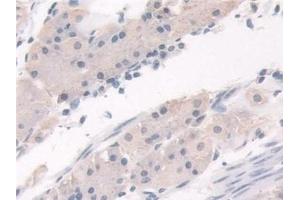 Immunohistochemistry (IHC) image for anti-Hermansky-Pudlak Syndrome 4 (HPS4) (AA 6-192) antibody (ABIN7443911)