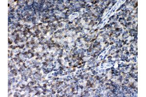 Anti- MIF Picoband antibody, IHC(P) IHC(P): Human Tonsil Tissue (MIF Antikörper  (AA 2-115))