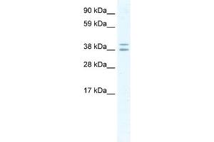 TSG101 antibody (20R-1186) used at 0.