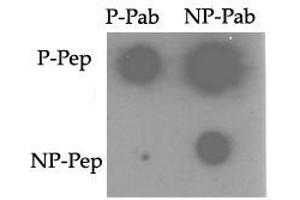 Image no. 1 for anti-TRAF2 and NCK Interacting Kinase (TNIK) (pSer764) antibody (ABIN358244) (TNIK Antikörper  (pSer764))