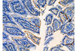 ABIN6263053 and ABIN6277856 at 1/100 staining Mouse colorectal tissue by IHC-P. (MAG Antikörper  (C-Term))