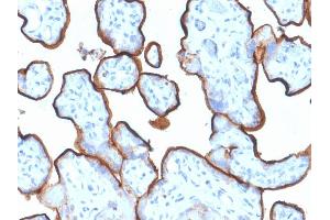 Formalin-fixed, paraffin-embedded human Placenta stained with CD71 Mouse Monoclonal Antibody (TFRC/1839). (Transferrin Receptor Antikörper  (AA 94-212))