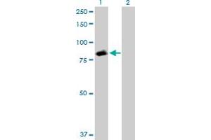 Western Blot analysis of STAT5A expression in transfected 293T cell line by STAT5A MaxPab polyclonal antibody.