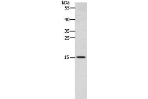 Western Blot analysis of Human fetal brain tissue using CST3 Polyclonal Antibody at dilution of 1:2400 (CST3 Antikörper)