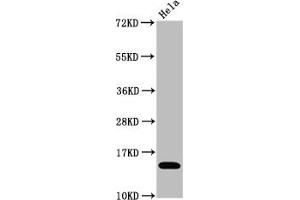Western Blot Positive WB detected in Hela whole cell lysate treated by 15 mM sodium butyrate for 30 min All lanes Acetyl-Histone H3. (Rekombinanter HIST1H3A Antikörper  (H3K4ac))