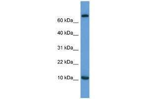 WB Suggested Anti-Ccl20 Antibody Titration:  0.