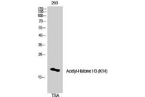 Western Blotting (WB) image for anti-Histone 3 (H3) (H3K14ac) antibody (ABIN3179367) (Histone 3 Antikörper  (H3K14ac))